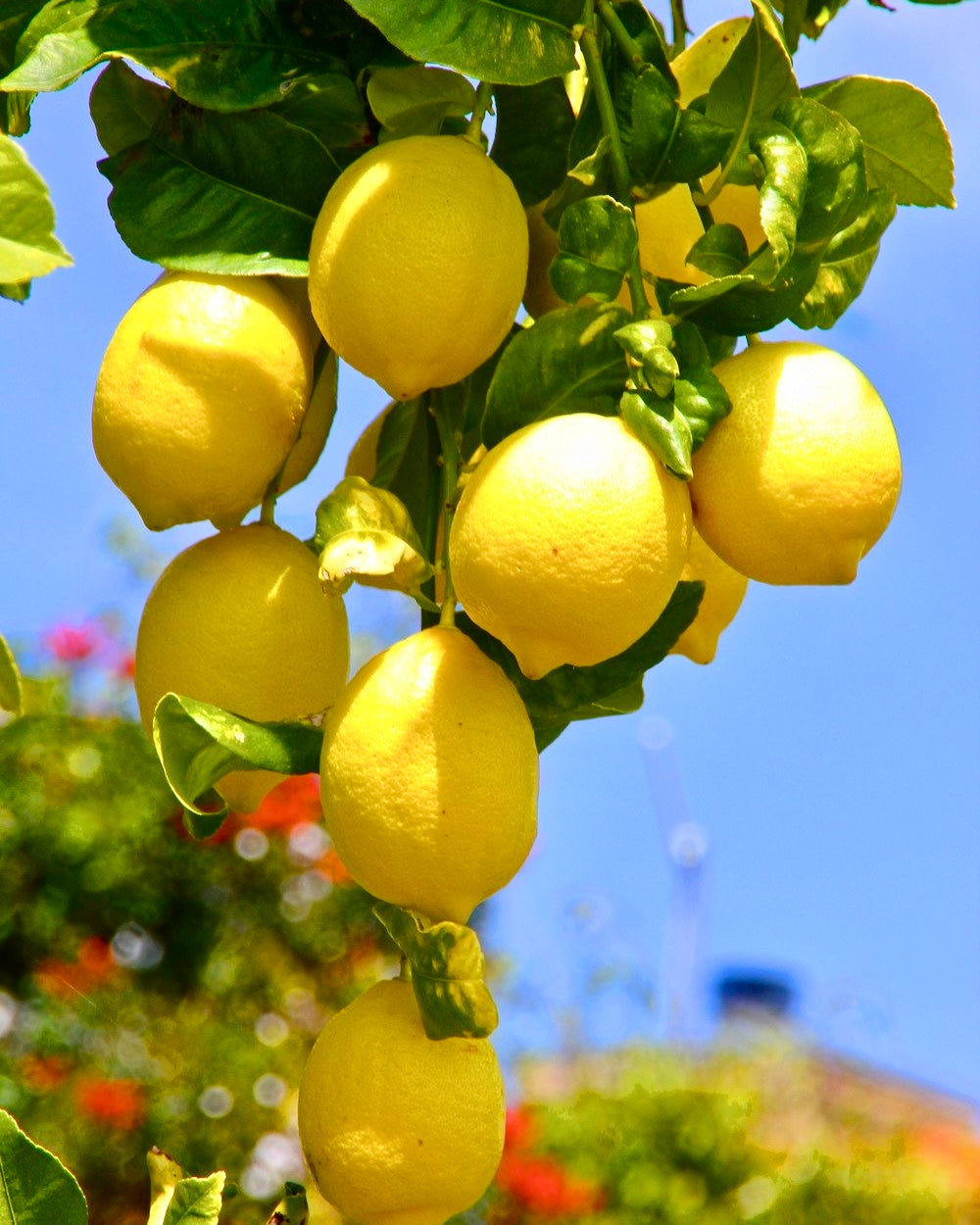 LIMONI